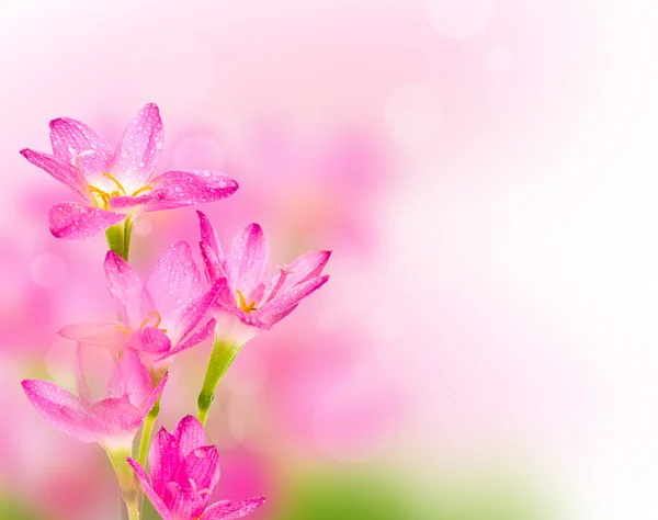 Krásná růžová květina — Stock fotografie