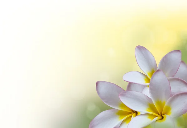 Fiori di Frangipani — Foto Stock