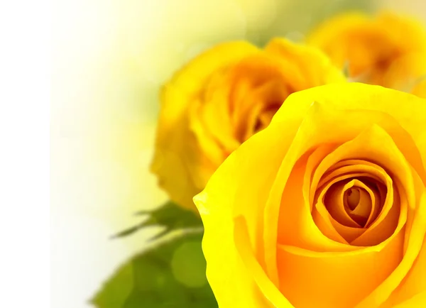 美丽的黄玫瑰花朵 — 图库照片