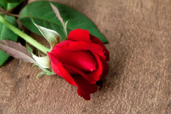 Rosa vermelha no chão de madeira — Fotografia de Stock