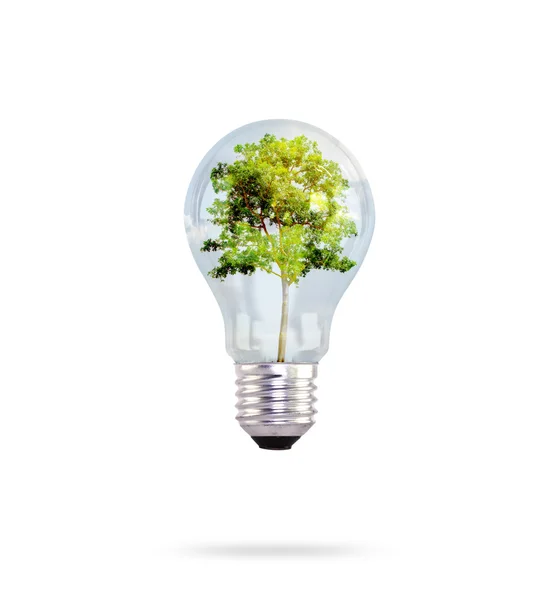 Glödlampa med träd inne — Stockfoto