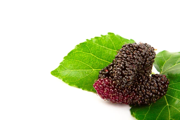Mulberry with leaves Isolated on a white background — Stock Photo, Image