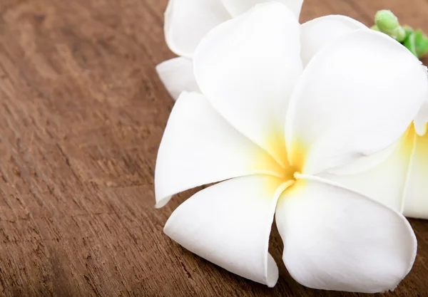 Flor de plumeria blanca en madera — Foto de Stock
