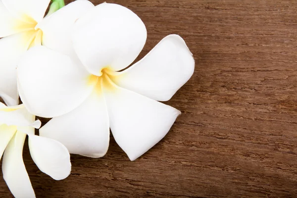 Flor de plumeria blanca en madera — Foto de Stock