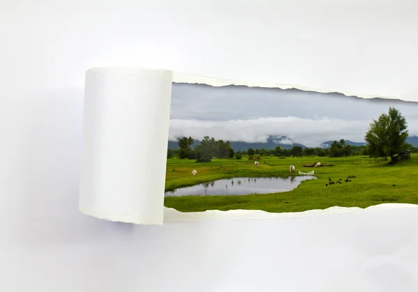 紙とファーム (風景に牛をリッピング) — ストック写真