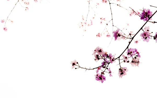 Zweig der schönen rosa Blume isoliert auf weißem Hintergrund — Stockfoto
