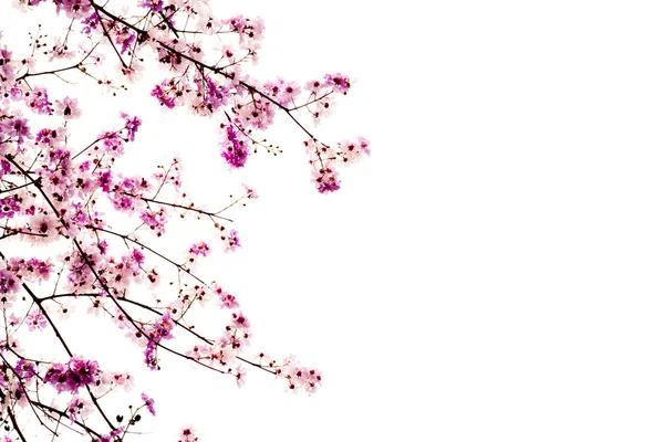 Ramo de bela flor rosa isolada no fundo branco — Fotografia de Stock