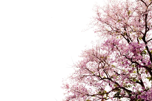 Branche de belle fleur rose isolée sur fond blanc — Photo