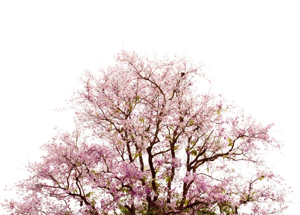 Rama de hermosa flor rosa aislada sobre fondo blanco — Foto de Stock