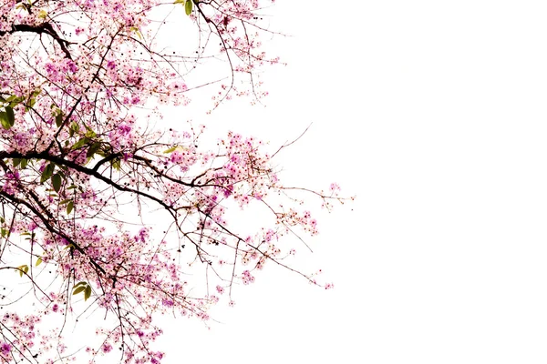 Haara kaunis vaaleanpunainen kukka eristetty valkoisella pohjalla — kuvapankkivalokuva