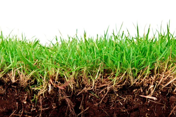Färsk våren grönt gräs med jord isolerat på vit bakgrund. — Stockfoto