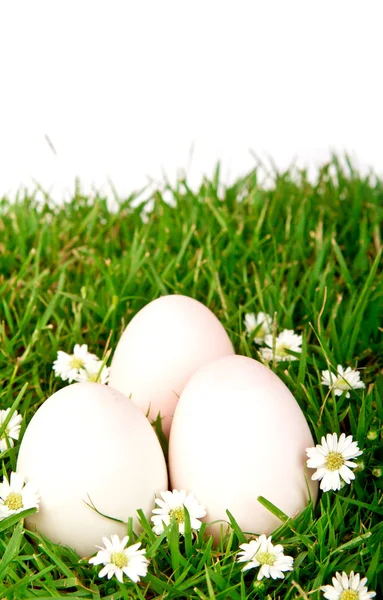 Uova nell'erba con fiore — Foto Stock