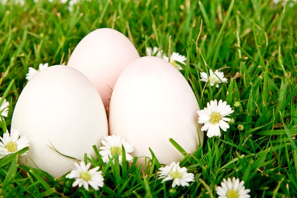 Eieren in het gras met bloem — Stockfoto