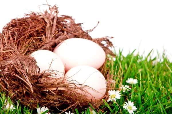 Eggs in nest on fresh spring green grass — Stock Photo, Image