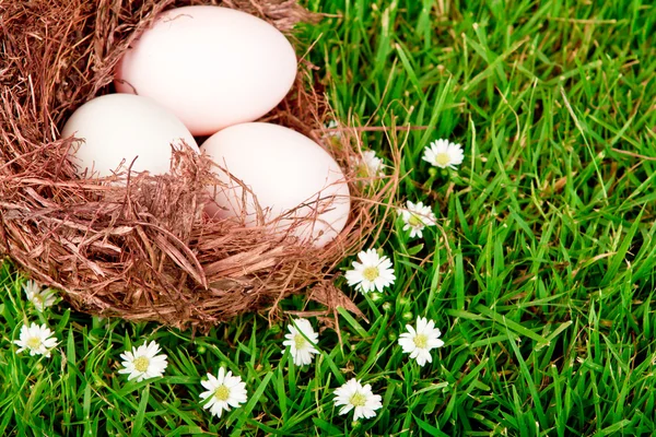 新鮮な春の緑の芝生の上の巣の卵 — ストック写真