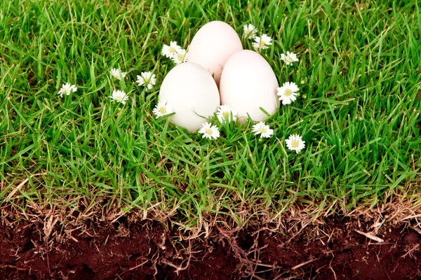 Ovos na grama com flor — Fotografia de Stock