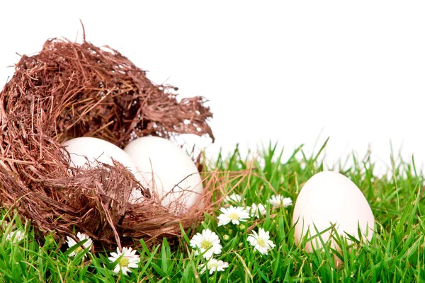 Eieren in nest op verse lente groen gras — Stockfoto