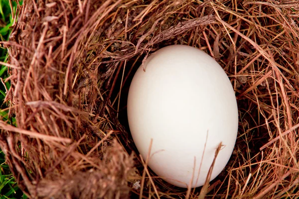 Uova in nido su erba verde primaverile fresca — Foto Stock
