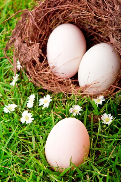 Huevos en el nido en la hierba verde primavera fresca —  Fotos de Stock