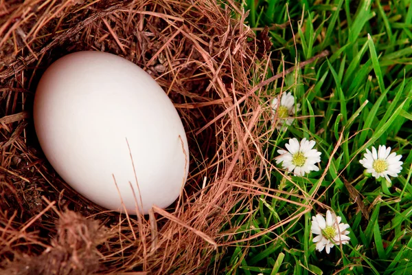新鮮な春の緑の芝生の上の巣の卵 — ストック写真