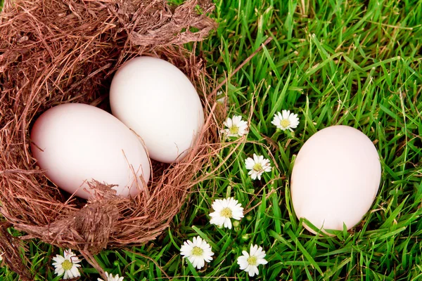 Ovos no ninho na grama verde fresca da primavera — Fotografia de Stock