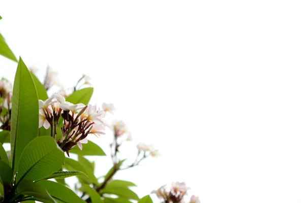 Hermosa flor blanca — Foto de Stock