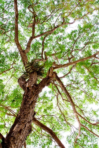 Albero nella foresta — Foto Stock