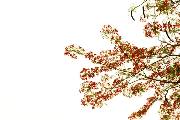 Ramo di bellissimo fiore d'arancio isolato su sfondo bianco — Foto Stock