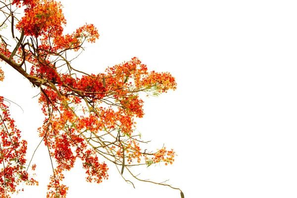 Гілка красивої помаранчевої квітки ізольовано на білому тлі — стокове фото