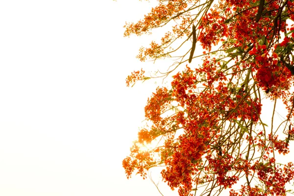 Oddział piękny pomarańczowy kwiat na białym tle — Zdjęcie stockowe