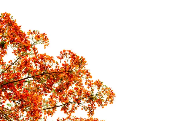 Beyaz arka plan üzerinde izole güzel turuncu çiçek şube — Stok fotoğraf