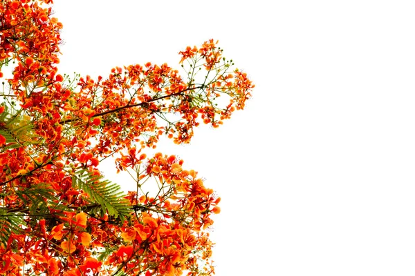 Ramo de bela flor de laranja isolada no fundo branco — Fotografia de Stock