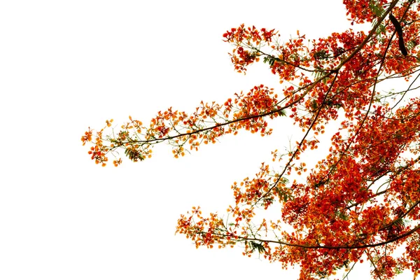 Ветвь красивого оранжевого цветка на белом фоне — стоковое фото