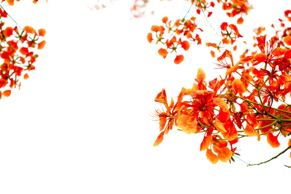 Branch of beautiful orange flower isolated on white background — Stock Photo, Image
