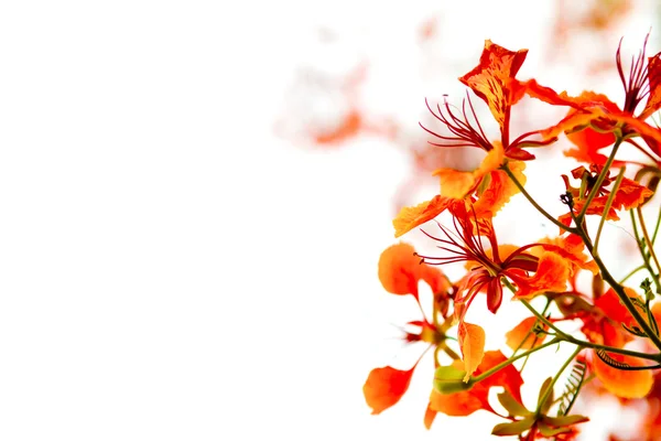 白い背景上に分離されて美しいオレンジ色の花の枝 — ストック写真