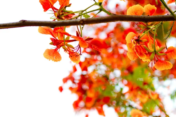 Branch of beautiful orange flower isolated on white background — Stock Photo, Image