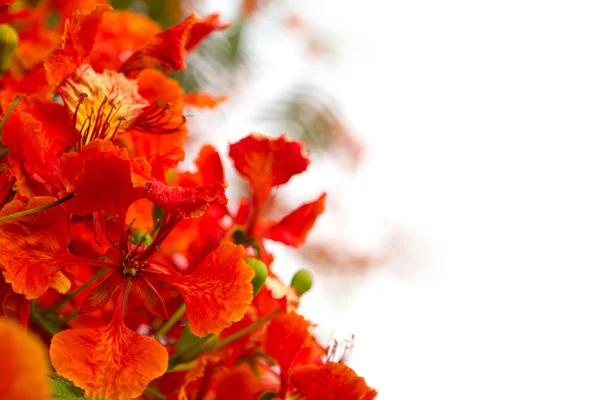 美丽的橙色花被隔绝在白色背景上的分支 — 图库照片