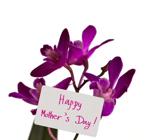 Ορχιδέα με κάρτα "ευτυχισμένη ημέρα της μητέρας " — Φωτογραφία Αρχείου
