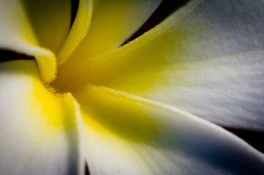 Frangipani tropik çiçekler