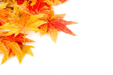 yapay maple leafs izole bir beyaz