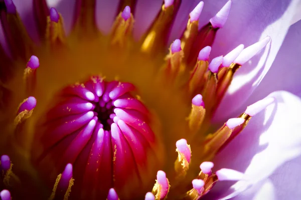 Schöne Blüte lila Lotus mit gelben Pollen — Stockfoto
