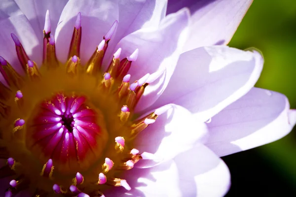 黄色の花粉と美しい花紫色の蓮 — ストック写真