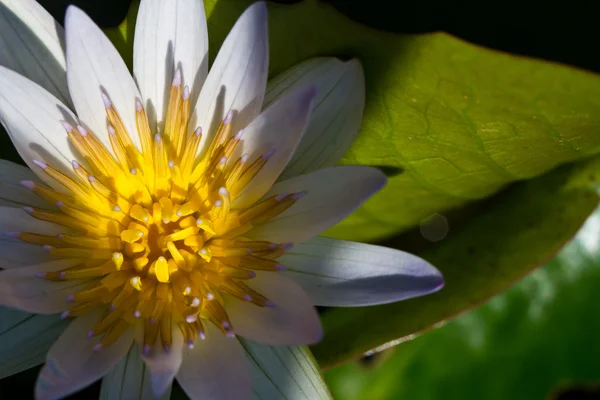 Mooie bloesem paarse lotus met gele pollen — Stockfoto