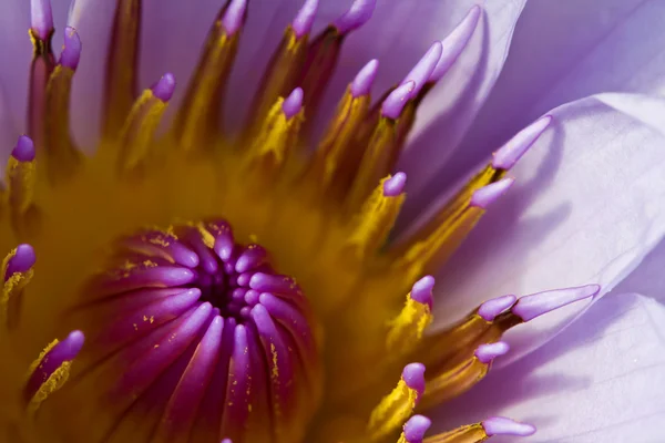 Piękny kwiat fioletowy lotos z żółtym pyłkiem — Zdjęcie stockowe