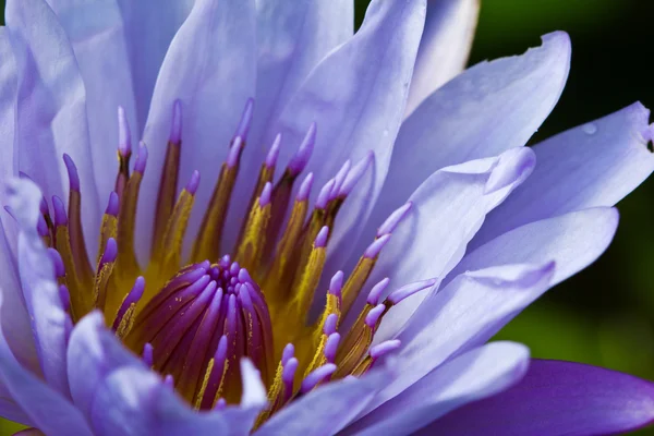 Красивый цветок фиолетовый лотос с желтой пыльцой — стоковое фото