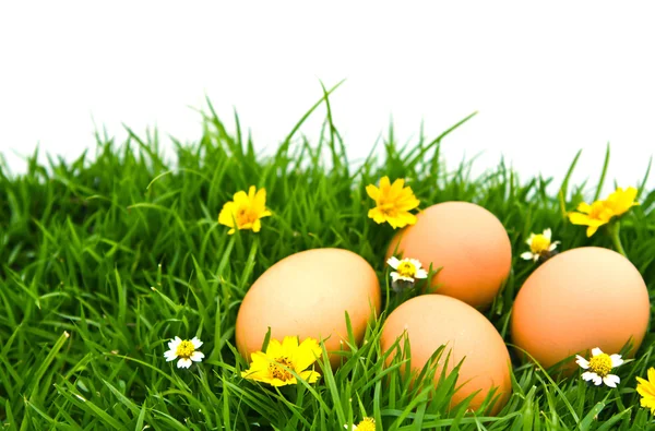 Easter Eggs with flower on Fresh Green Grass over white backgrou — Stock Photo, Image