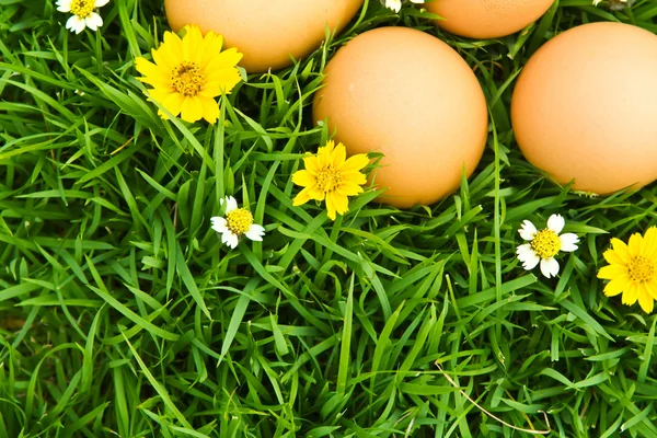 Çiçekli Paskalya Yumurtaları Taze Yeşil Çimen üzerinde Beyaz sırt Grou — Stok fotoğraf