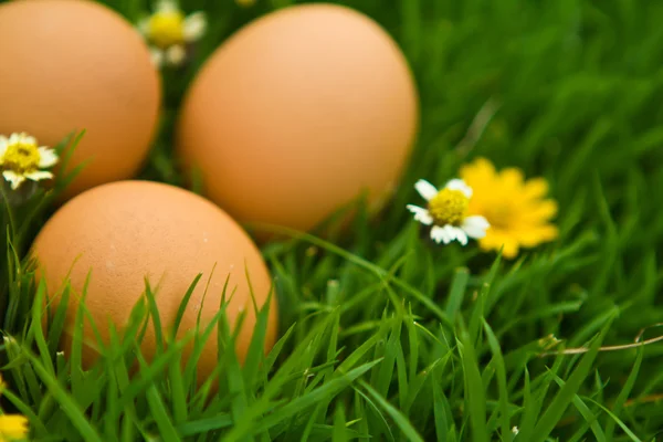 Uova di Pasqua con fiore su erba fresca verde su backgrou bianco — Foto Stock