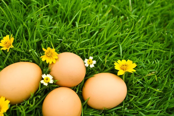 Ovos de Páscoa com flor na grama verde fresca sobre backgrou branco — Fotografia de Stock