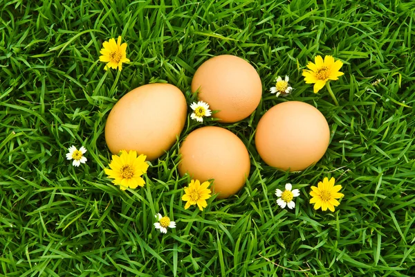 Ovos de Páscoa com flor na grama verde fresca sobre backgrou branco — Fotografia de Stock